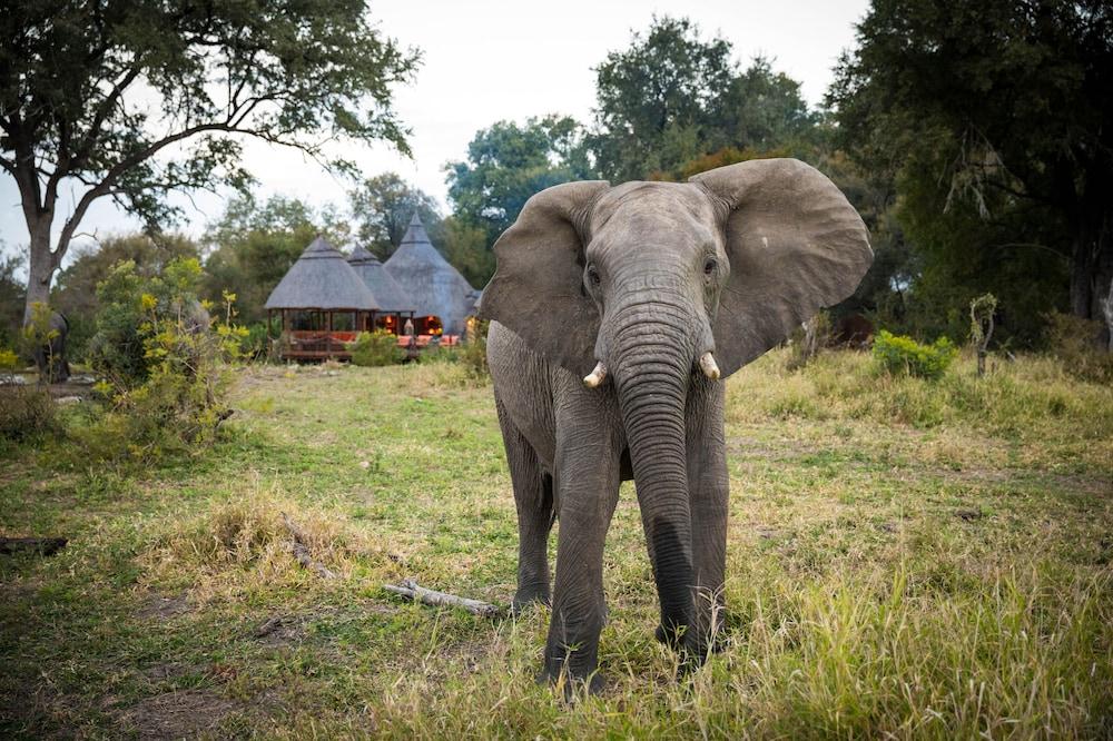 Hoyo Hoyo Safari Lodge Mluwati Concession Kültér fotó